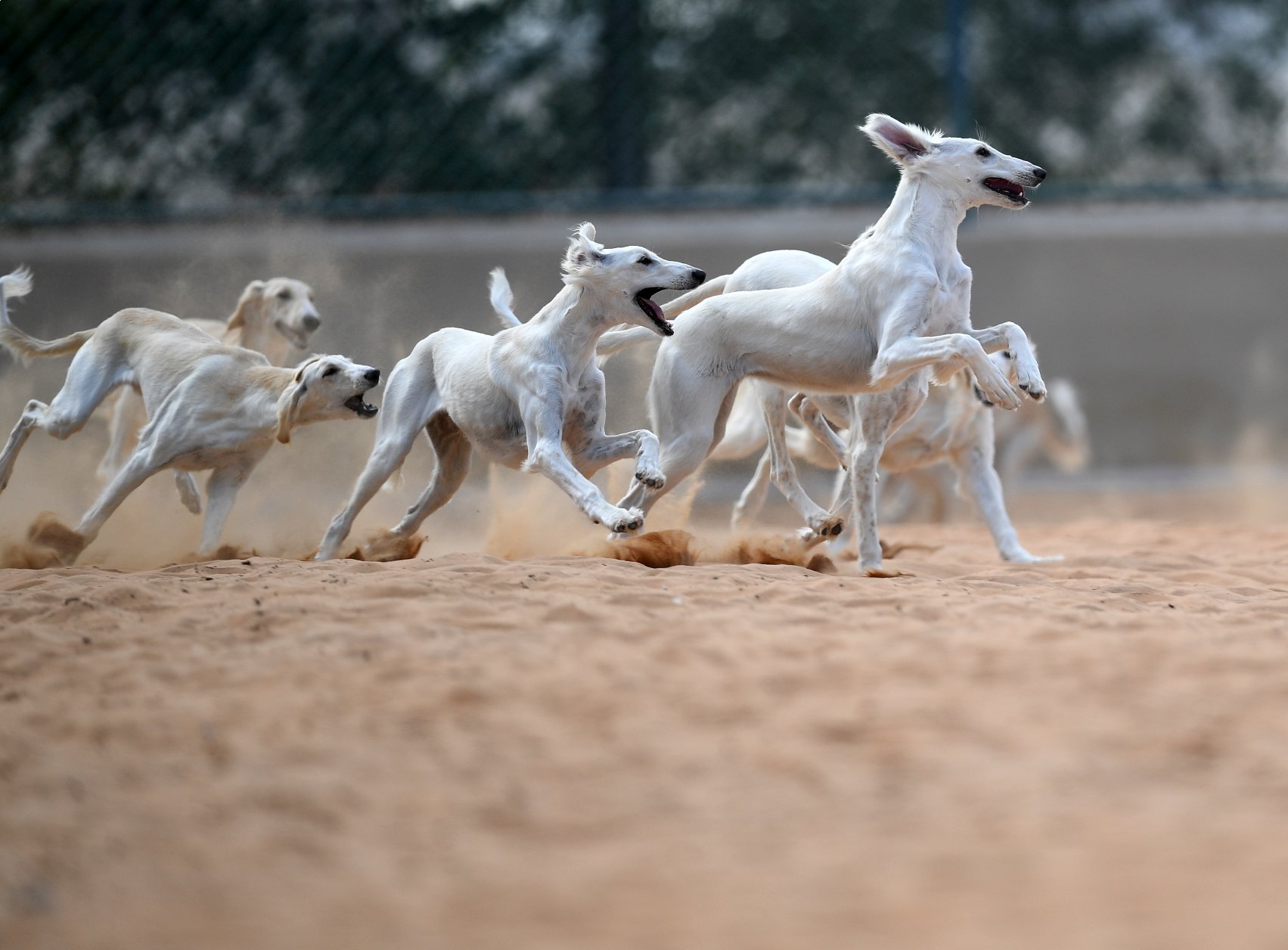 About Us Arabian Saluki Center